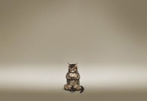 медитация,коричневый,кот