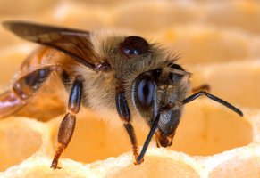 макро,мед,насекомые,пчела,соты