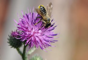 пчела,насекомое,лето,цветок,макро