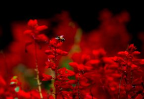 пчела,насекомое,макро,красный