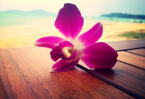 цветок,розовый,море,орхидея