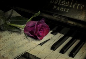 цветок,роза,ноты,пианино