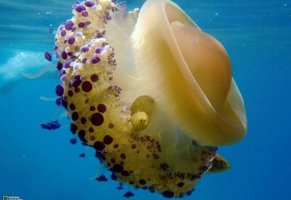 подводный мир,макро,медуза