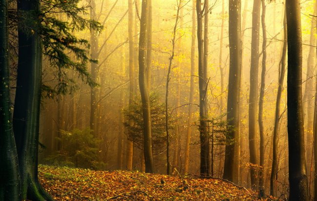 природа,лес,осень