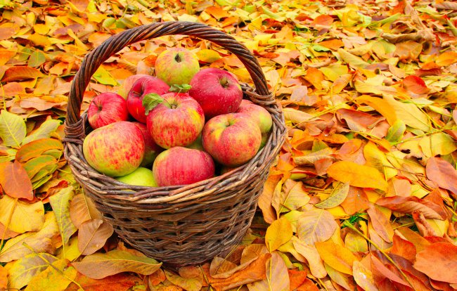 осень,листья,яблоки