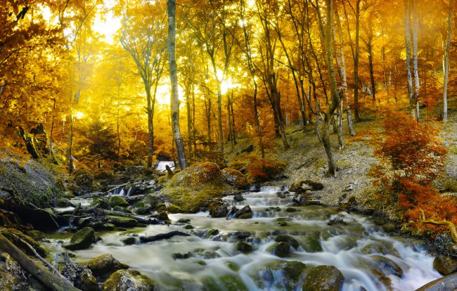 природа,лес,осень,камни,ручей