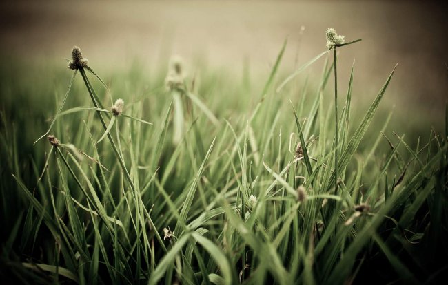трава,поле,зелень