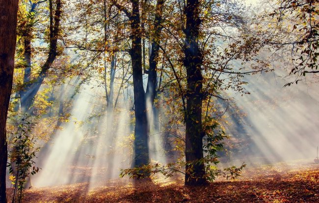 лес,осень,лучи солнца