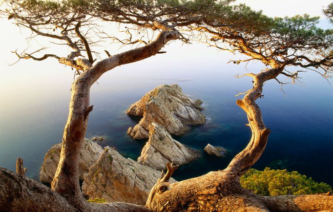 деревья,море,скалы