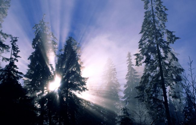 деревья,лес,снег,Зима,солнечные лучи