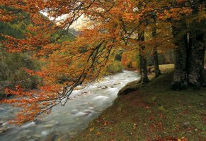 река,дерево,осень