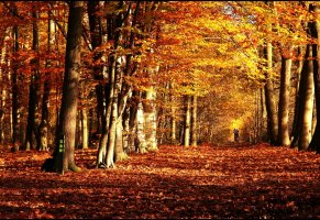 парк,деревья,природа,осень