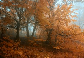 деревья,оранжевый,туман,лес,осень