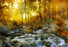 камни,природа,лес,ручей,осень