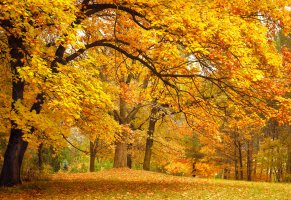 желтые,парк,деревья,листья,золотая,осень
