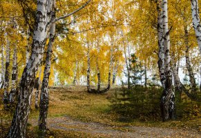 берёзы,природа,осень,деревья