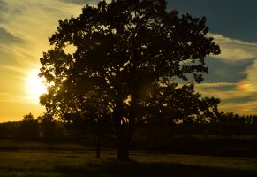 sunset,oak