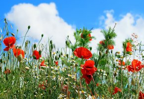 clouds,flower,poppy,summer,camomile