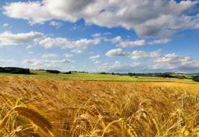 природа,лето,небо,красиво,поле,горизонт,пшеница