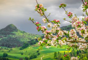 switzerland,ветки,долина,яблоня,пейзаж,Весна,природа,цветение,швейцария,горы