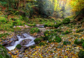 лес,ручей,природа,листья,камни,мох,осень