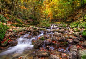 лес,ручей,природа,листья,камни,осень
