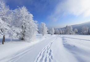иней,дорога,деревья,следы,мороз,снег
