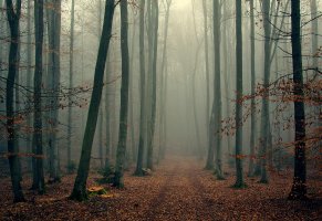 туман,ветки,foggy,деревья,wood,лес,листва,осень