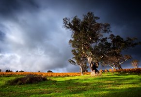 old tree,picture,green grass,природа,thunder clouds,view,sky,scenery,nature