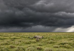 танзания,национальный парк серенгети,гепард,гроза,бежит