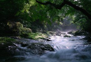 камни,река,деревья,природа,поток