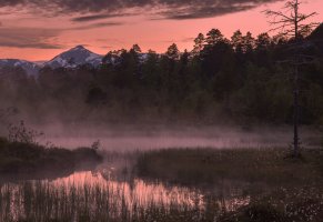 горы,туман,норвегия,norway,деревья,утро,лес,пейзаж,восход