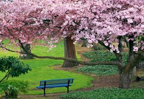 сакура,цветущая вишня,деревья,лавочка,скамейка,парк,природа