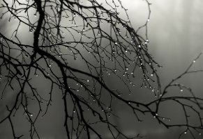 ветви,капли,туман,дерево,дождь