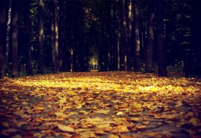 лес,дорога,тропинка,листопад,осень