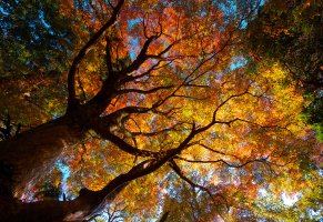природа,кроны,осень,деревья,листва