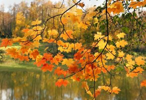 листья,река,осень,клён