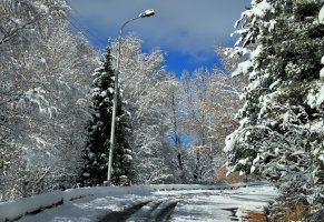 сосны,Зима,фонарь,дорога,снег