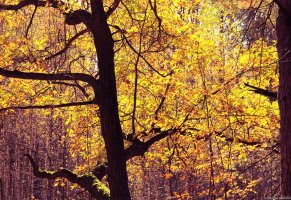 листья,природа,дуб,осень,дерево,лес