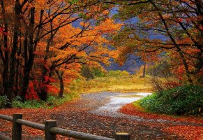 лес,деревья,осень,дорога,ограда,забор,листья