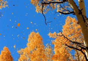 небо,листва,природа,осень