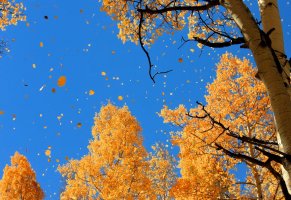 падающяя листва,берёзы,небо,осень