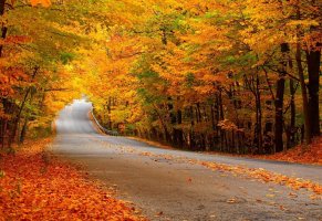 желтая листва,дорога,осень,лес