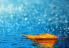 вода,осень,лист,желтый,дождь