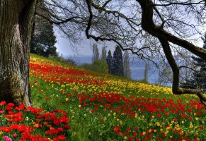 тюльпаны,цветы,ветки,природа,дерево,Весна