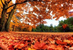 листья,осень,деревья