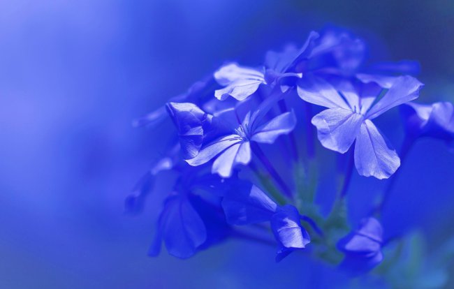 макро,флора,синие цветы