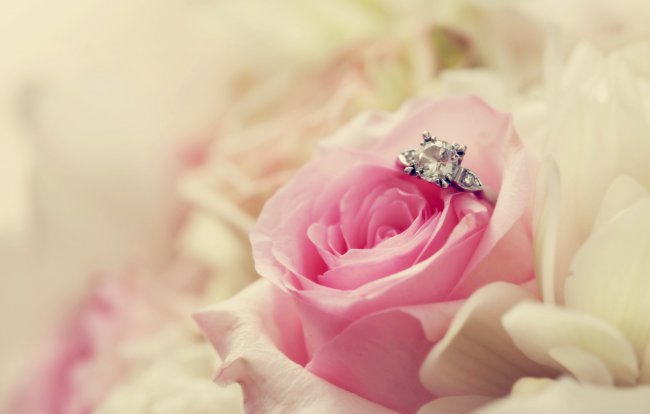 макро,цветок,роза,розовая,кольцо