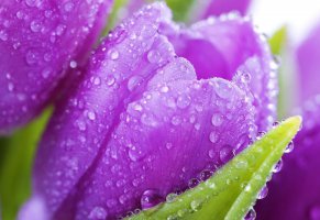 капли росы,макро,фиолетовые тюльпаны