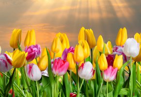 тюльпаны,поле,природа,международный женский день,цветы,лучи солнца,праздник,8 марта,аромат,небо